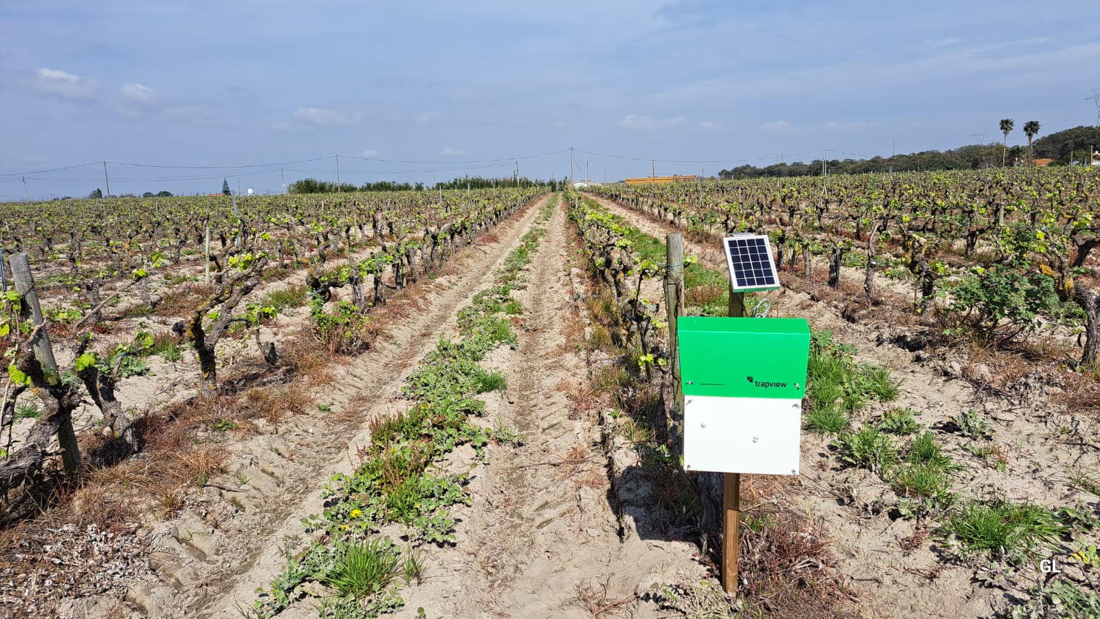 Syngenta lidera projeto inovador de armadilhas digitais para monitorizar a traça-da-uva